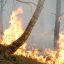 Более 1 тыс. лесных пожаров произошло в Беларуси в 2020 году