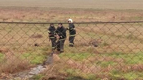 Теленок с хозяином провалились в болото: потребовалась помощь спасателей