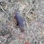 В Буда-Кошелевском районе сельчанин при уборке мусора нашел снаряд