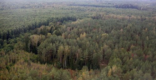 В Гомельском районе нашли заблудившегося грибника